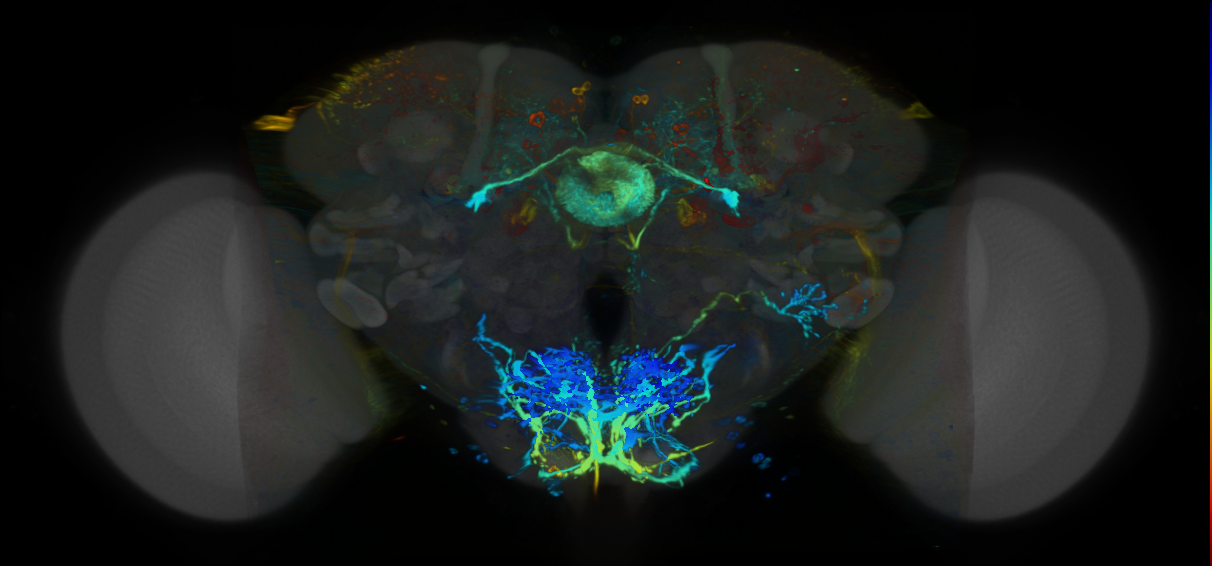 P{VT012593-GAL4} expression pattern