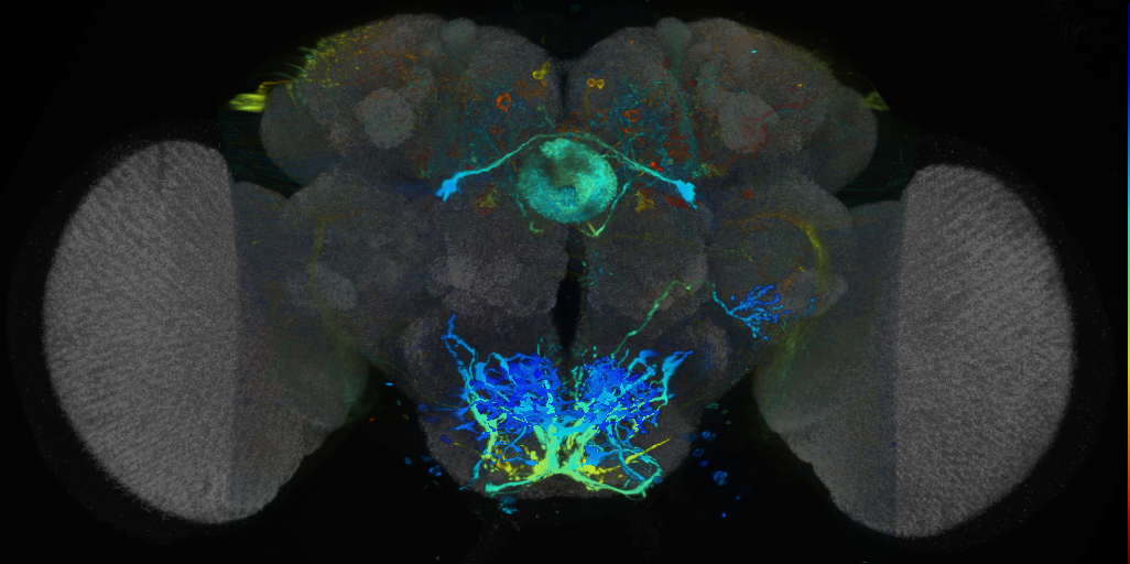 P{VT012593-GAL4} expression pattern