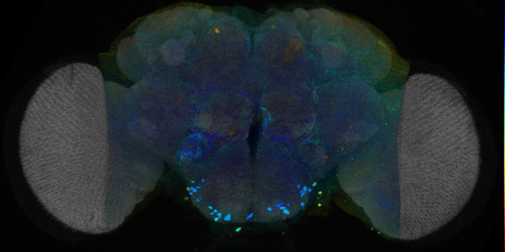 P{VT012710-GAL4} expression pattern