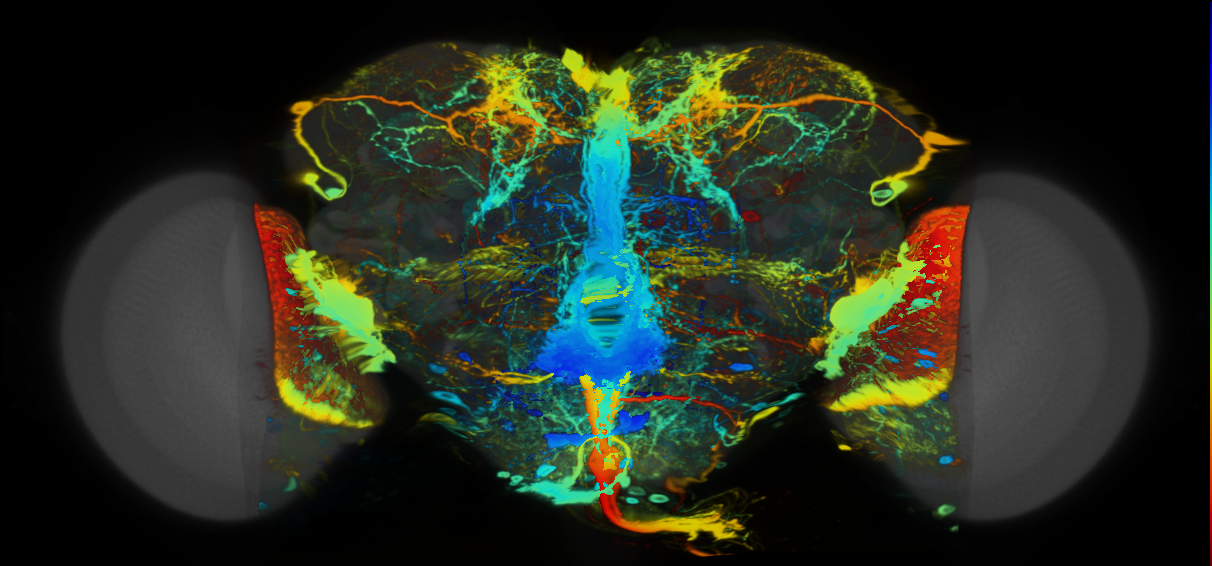 P{VT012754-GAL4} expression pattern