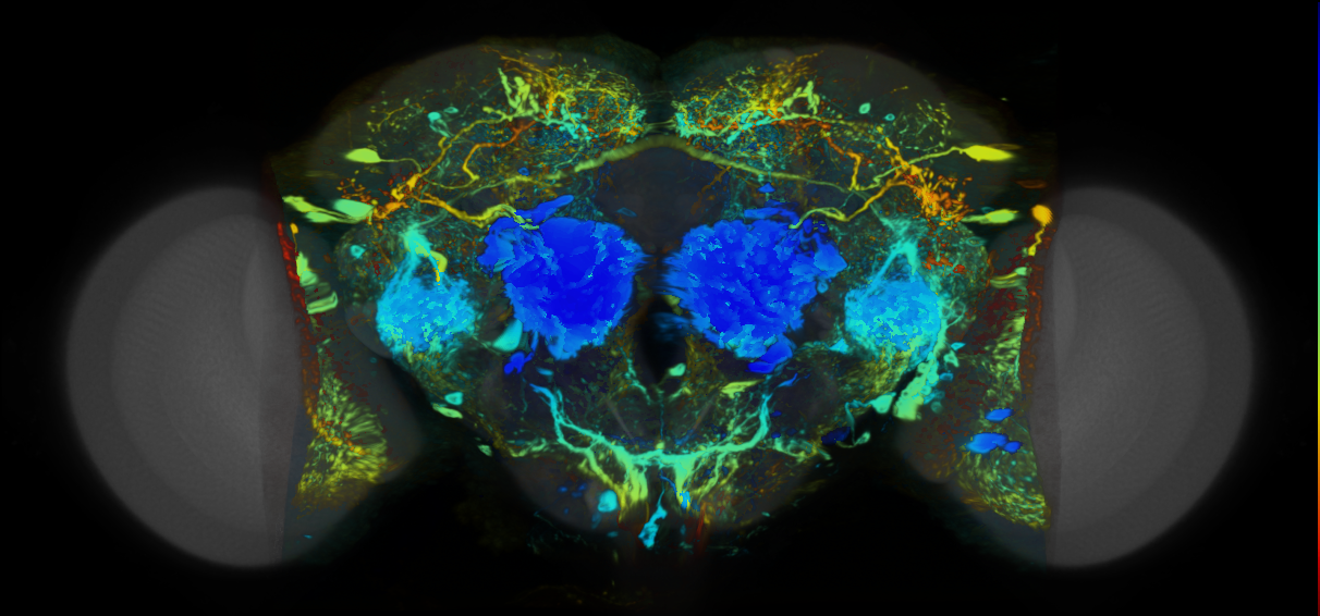 P{VT012760-GAL4} expression pattern