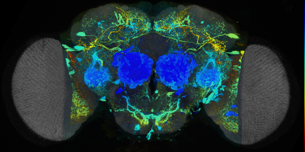 P{VT012760-GAL4} expression pattern
