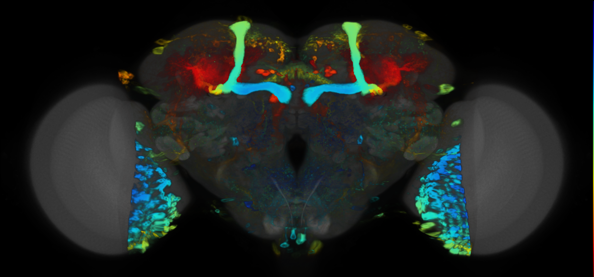 P{VT012765-GAL4} expression pattern