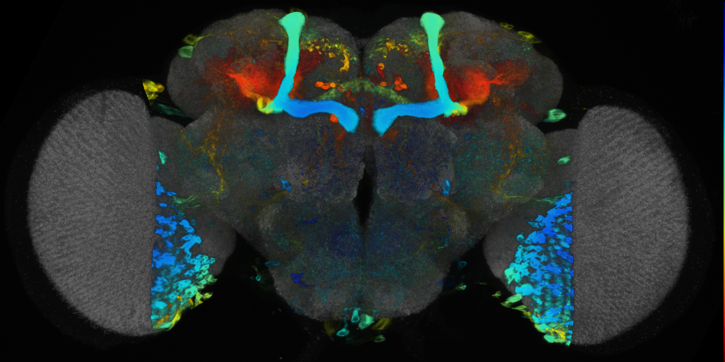 P{VT012765-GAL4} expression pattern