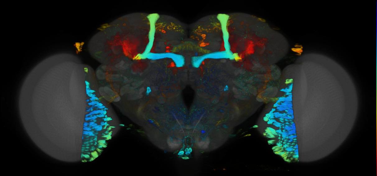 P{VT012765-GAL4} expression pattern