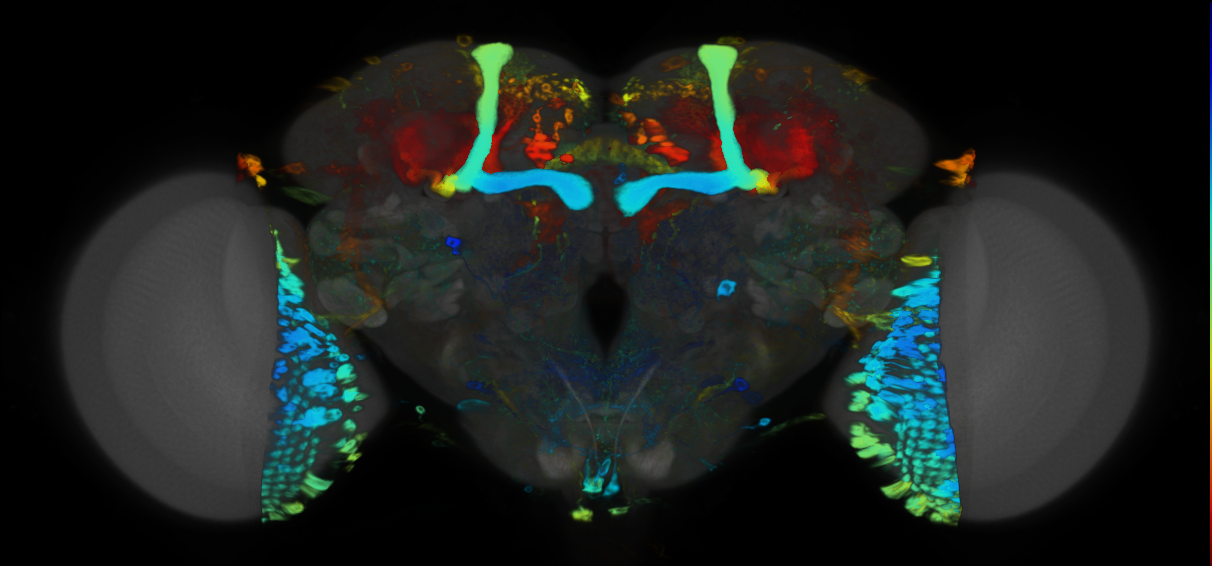 P{VT012765-GAL4} expression pattern