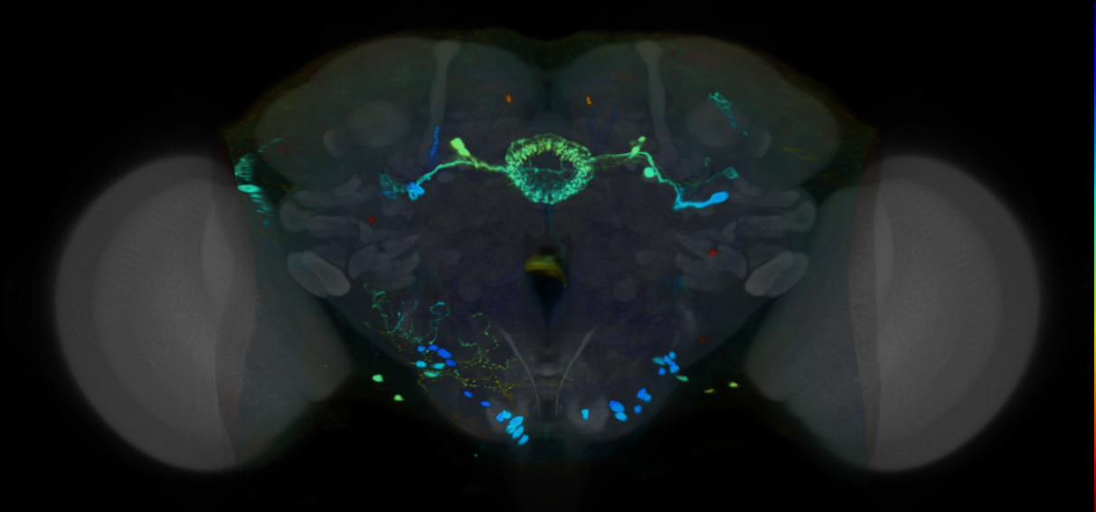 P{VT012772-GAL4} expression pattern