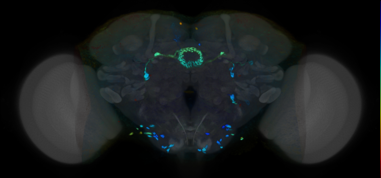 P{VT012772-GAL4} expression pattern