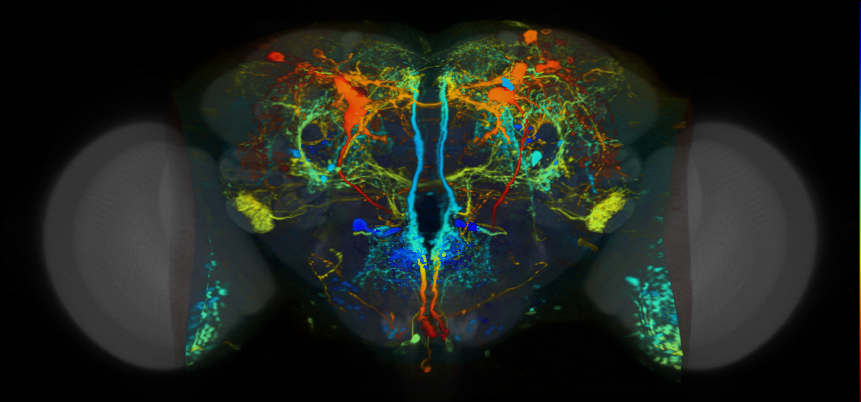 P{VT013497-GAL4} expression pattern