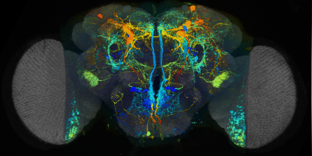 P{VT013497-GAL4} expression pattern