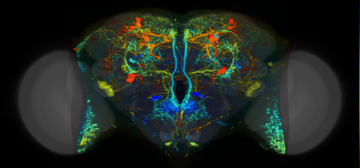 P{VT013497-GAL4} expression pattern