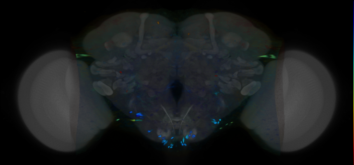P{VT013498-GAL4} expression pattern
