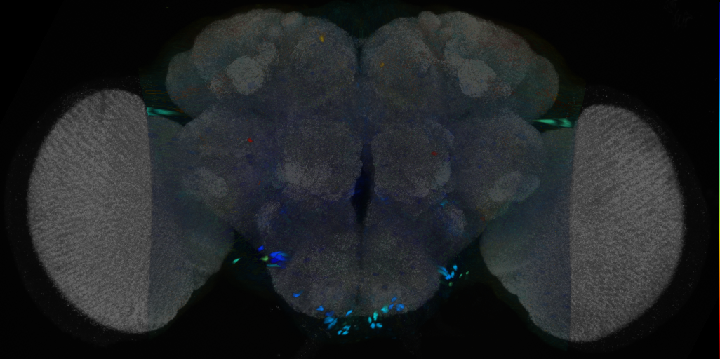P{VT013498-GAL4} expression pattern