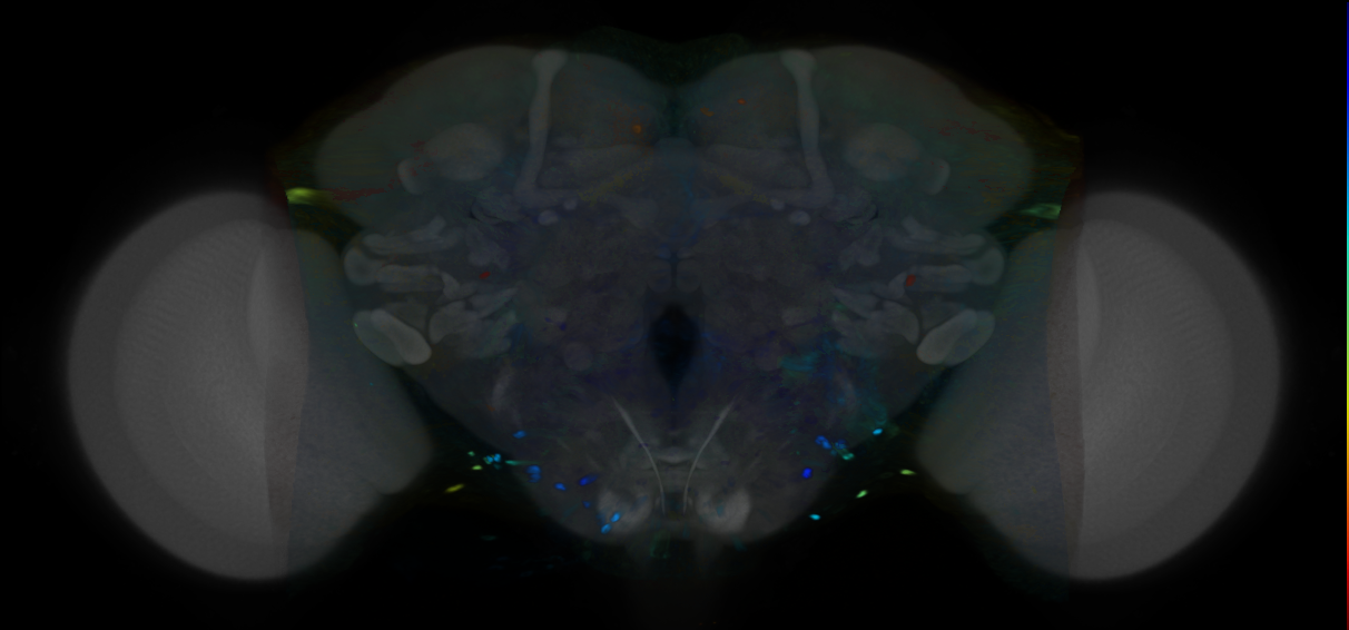 P{VT013498-GAL4} expression pattern