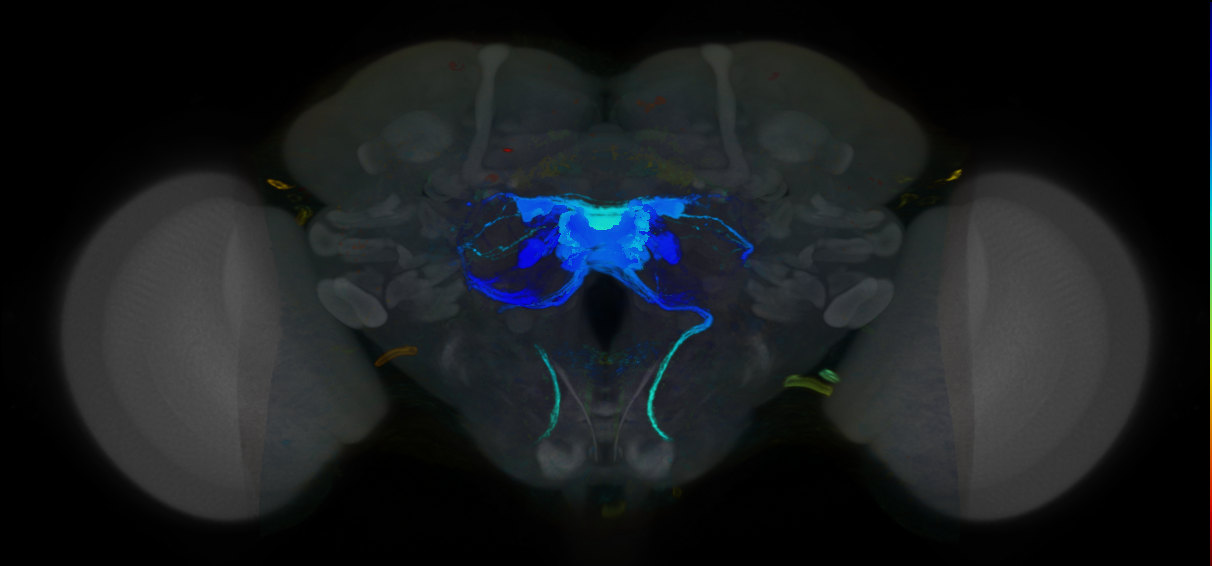 P{VT013516-GAL4} expression pattern