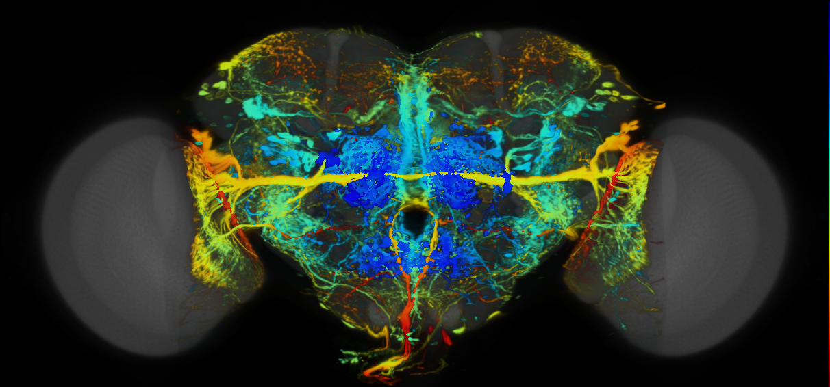 P{VT013591-GAL4} expression pattern