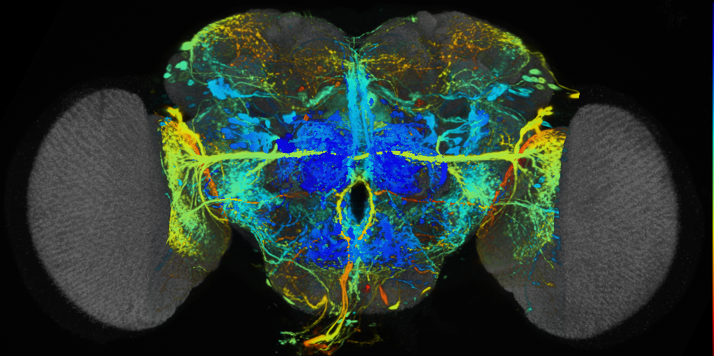 P{VT013591-GAL4} expression pattern