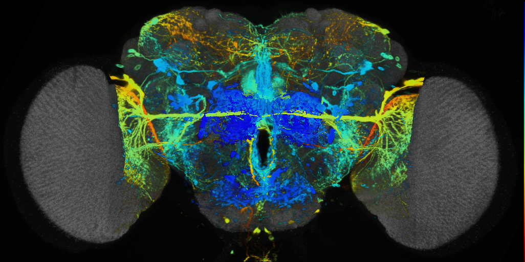 P{VT013591-GAL4} expression pattern