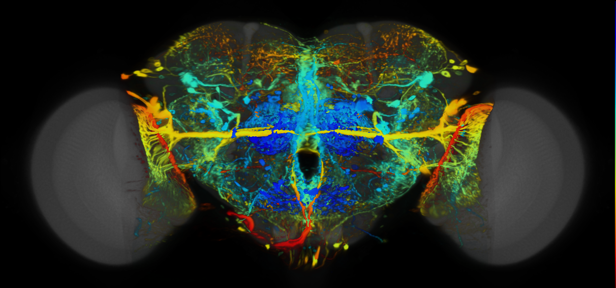 P{VT013591-GAL4} expression pattern