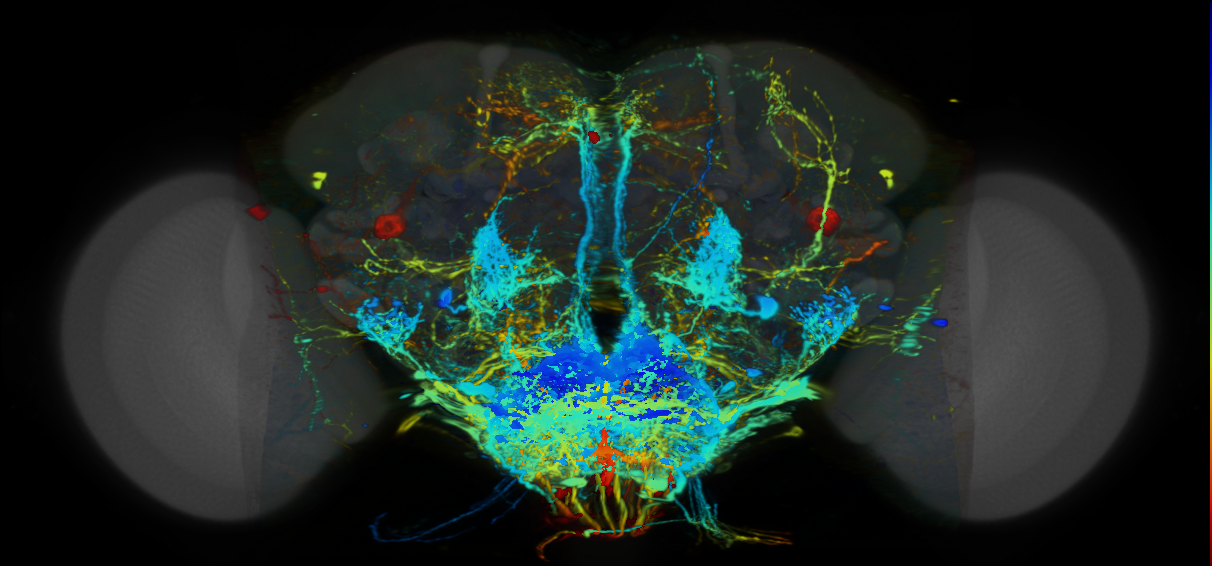 P{VT013611-GAL4} expression pattern