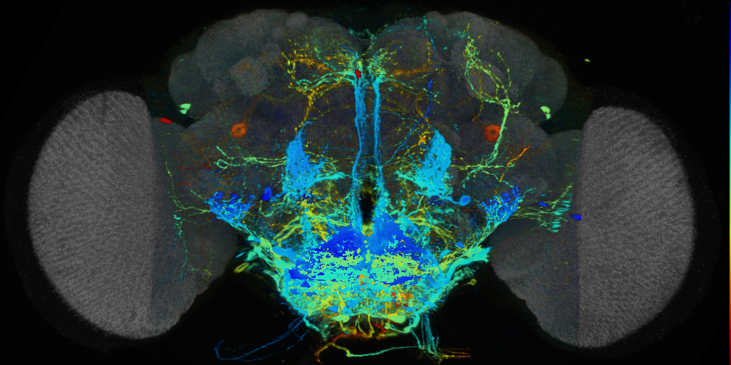 P{VT013611-GAL4} expression pattern