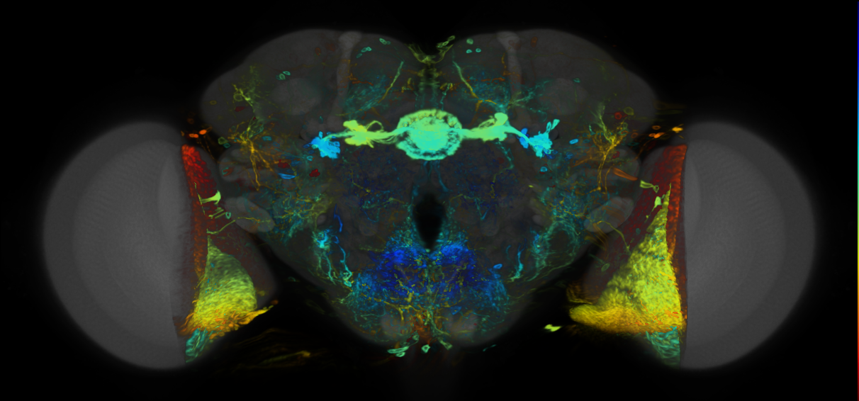 P{VT013616-GAL4} expression pattern