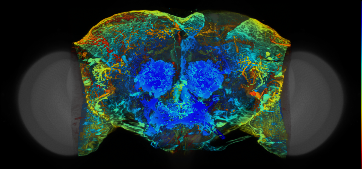 P{VT013653-GAL4} expression pattern