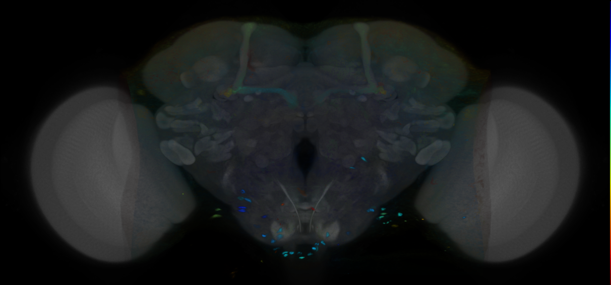 P{VT013655-GAL4} expression pattern