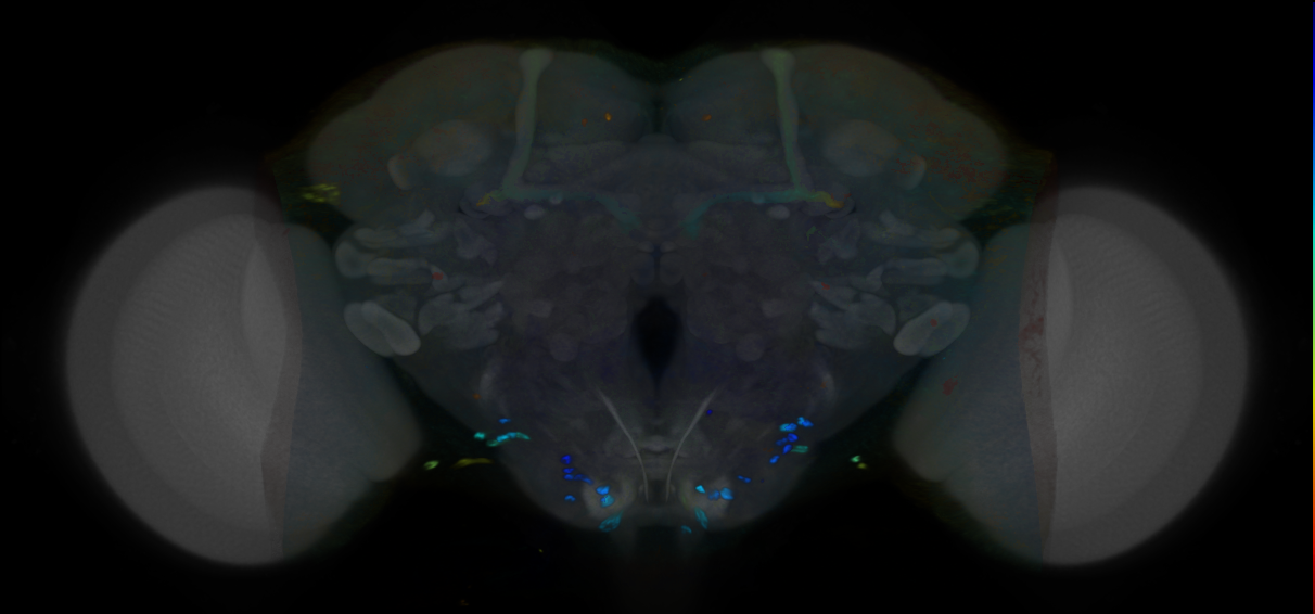 P{VT013655-GAL4} expression pattern
