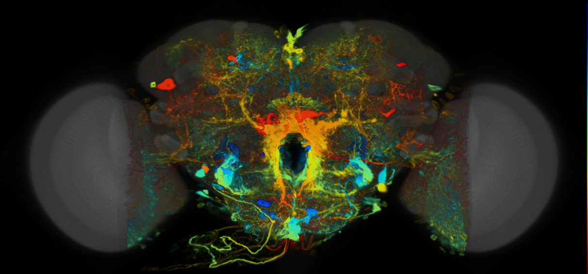 P{VT013878-GAL4} expression pattern