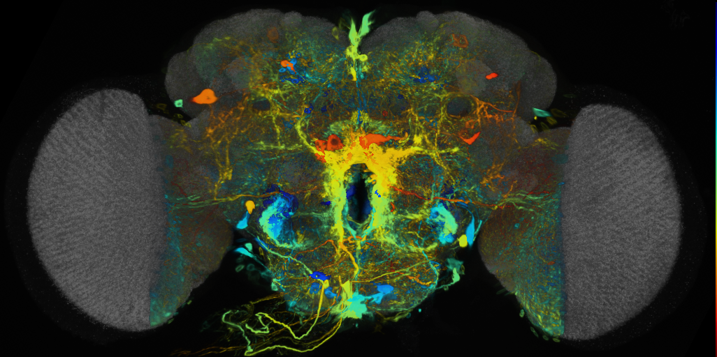 P{VT013878-GAL4} expression pattern