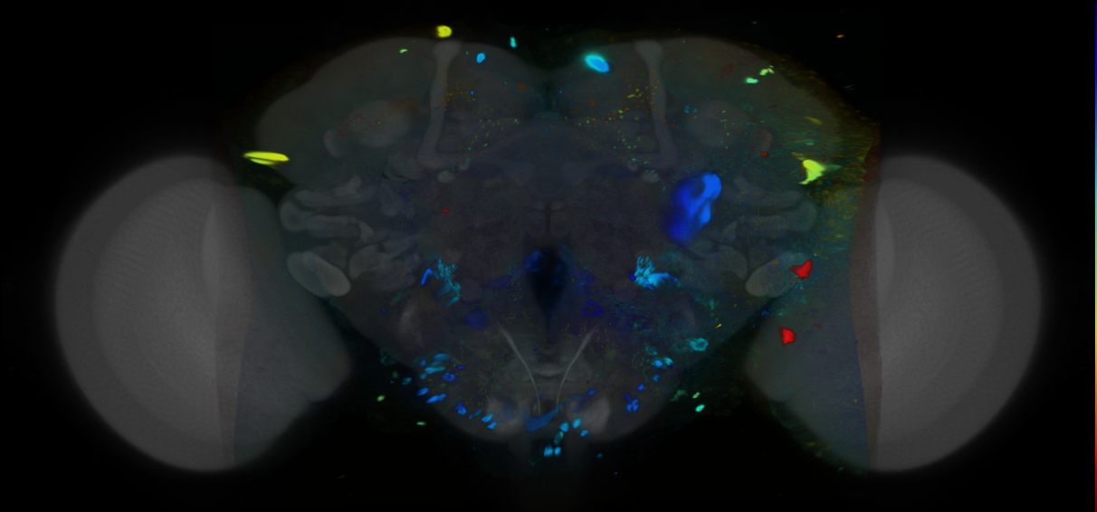 P{VT013945-GAL4} expression pattern