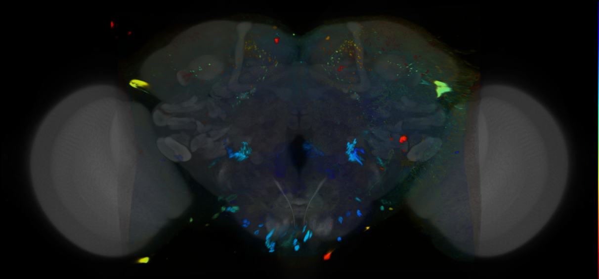 P{VT013945-GAL4} expression pattern
