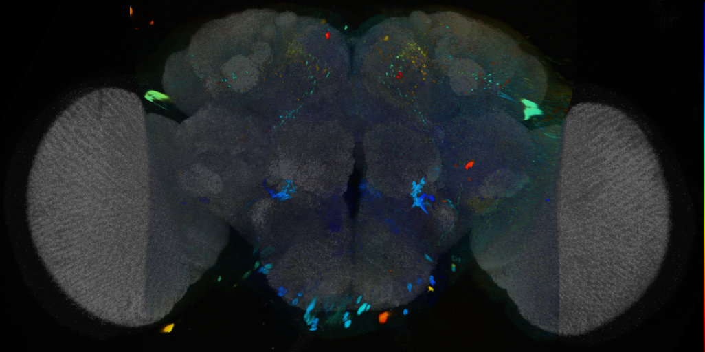 P{VT013945-GAL4} expression pattern