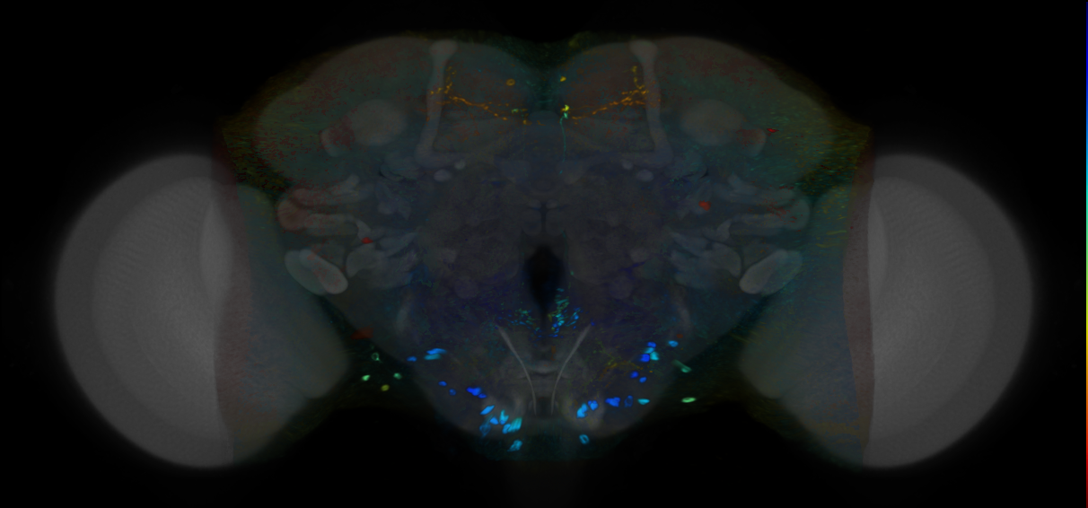 P{VT014105-GAL4} expression pattern