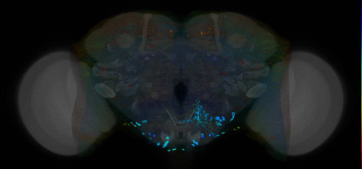 P{VT014105-GAL4} expression pattern
