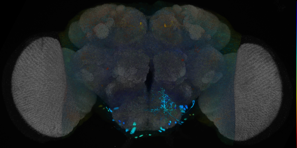P{VT014105-GAL4} expression pattern
