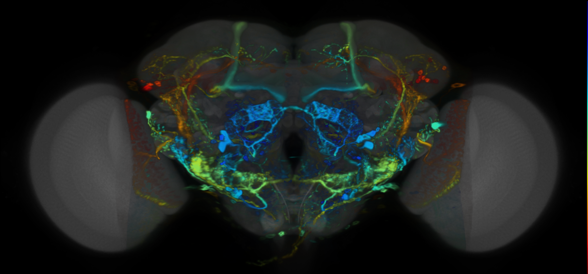 P{VT014200-GAL4} expression pattern
