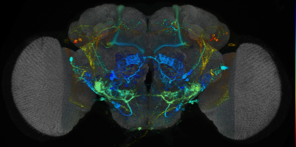 P{VT014200-GAL4} expression pattern