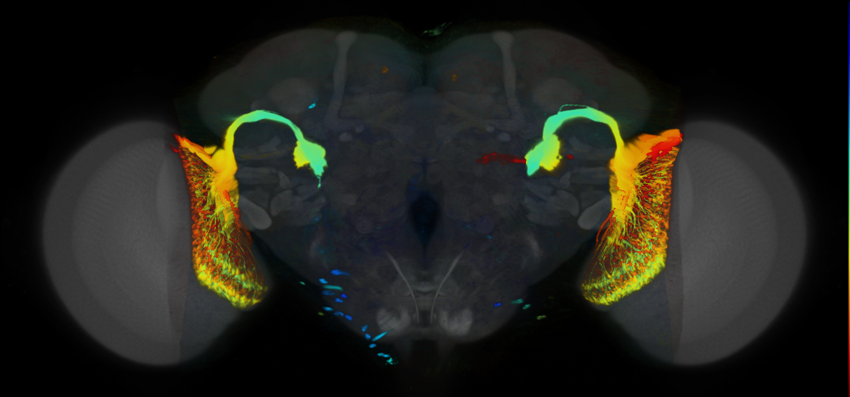 P{VT014209-GAL4} expression pattern