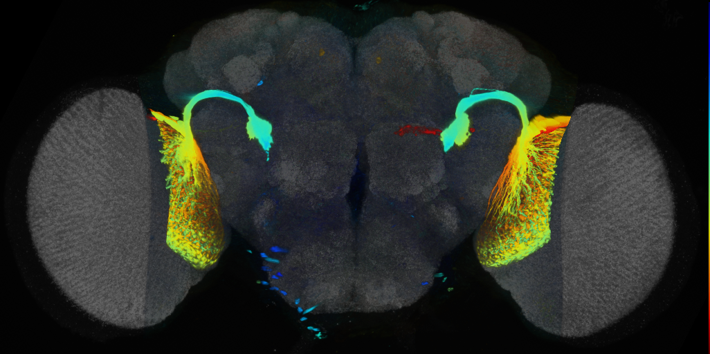 P{VT014209-GAL4} expression pattern