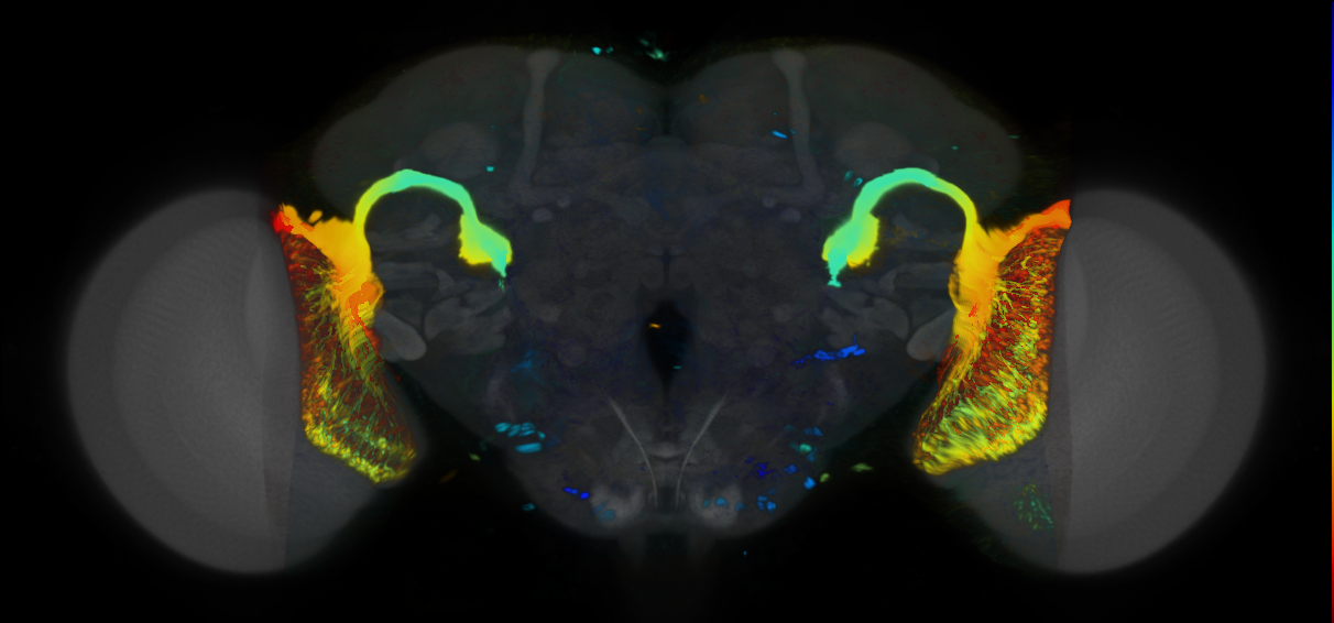 P{VT014209-GAL4} expression pattern