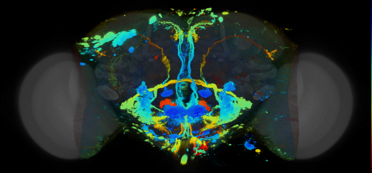 P{VT014213-GAL4} expression pattern