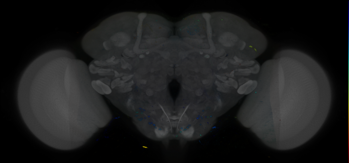P{VT014266-GAL4} expression pattern