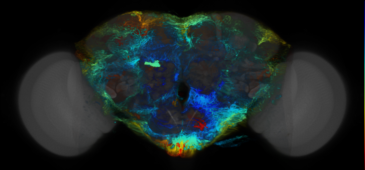 P{VT014345-GAL4} expression pattern