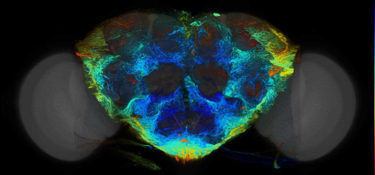P{VT014345-GAL4} expression pattern