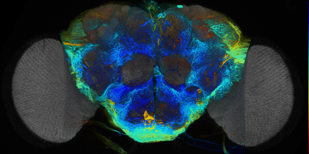 P{VT014345-GAL4} expression pattern