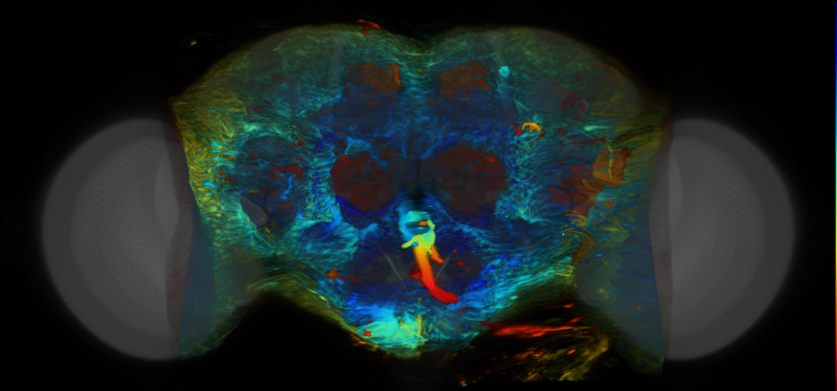 P{VT014350-GAL4} expression pattern