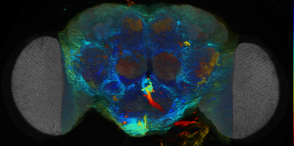 P{VT014350-GAL4} expression pattern