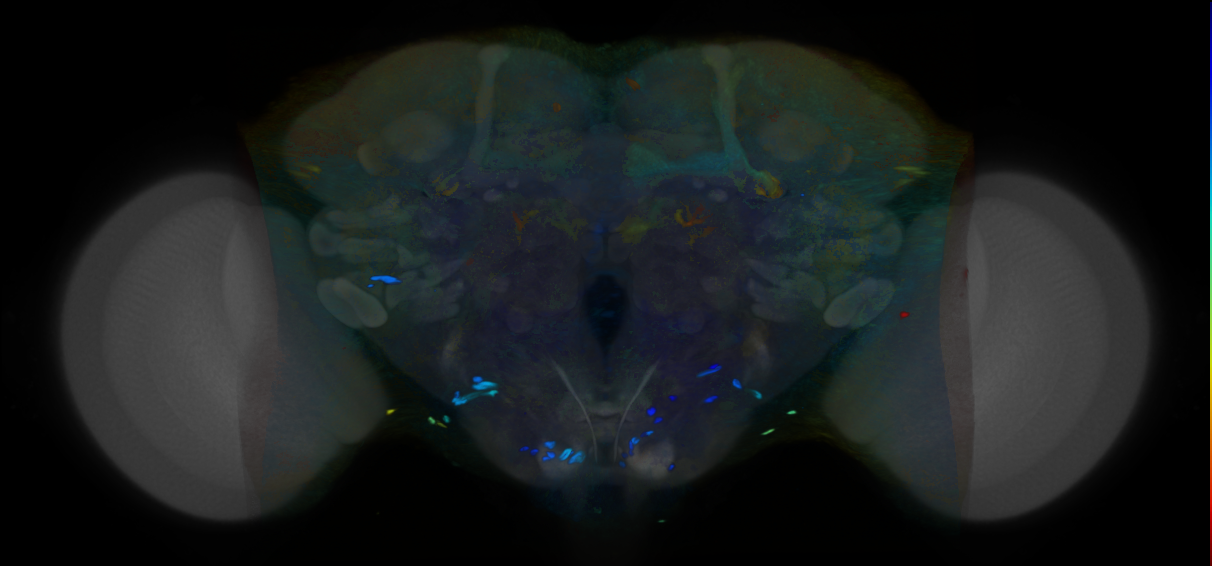 P{VT014366-GAL4} expression pattern